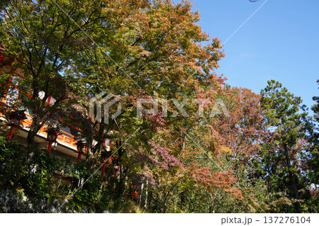 鞍馬寺境内の紅葉 137276104