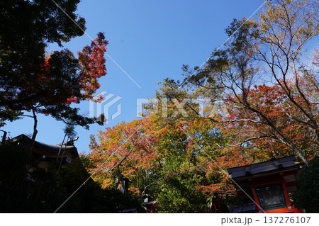 鞍馬寺境内の紅葉 鞍馬寺境内の紅葉 137276107
