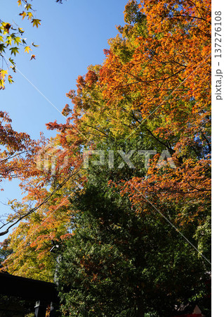 鞍馬寺境内の紅葉 鞍馬寺境内の紅葉 137276108