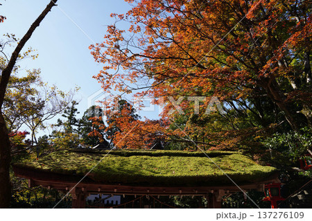 鞍馬寺境内の紅葉 鞍馬寺境内の紅葉 137276109