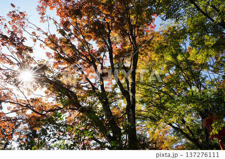 鞍馬寺境内の紅葉 鞍馬寺境内の紅葉 137276111