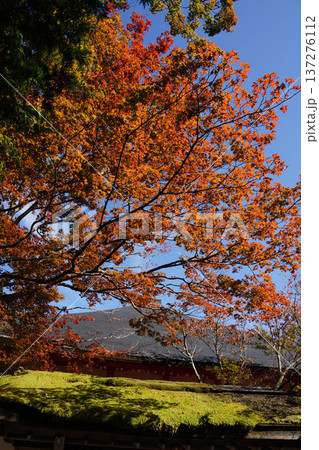 鞍馬寺境内の紅葉 鞍馬寺境内の紅葉 137276112
