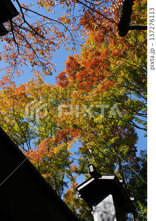 鞍馬寺境内の紅葉 鞍馬寺境内の紅葉 137276113