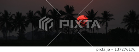 Outlines of coco palms and big orange sun at sunset, Basapur, India. Outlines of coco palms and big orange sun at sunset, Basapur, India. 137276176