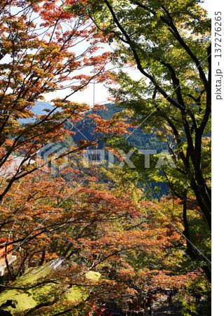 鞍馬寺境内の紅葉 鞍馬寺境内の紅葉 137276265