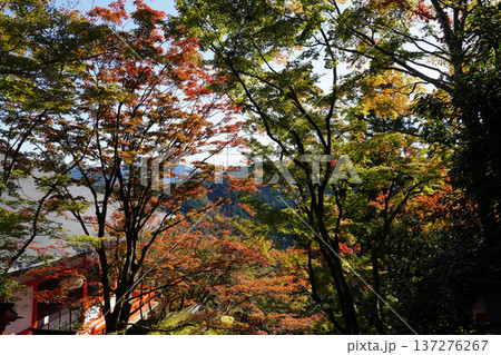鞍馬寺境内の紅葉 鞍馬寺境内の紅葉 137276267