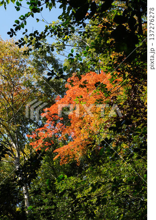 鞍馬寺境内の紅葉 鞍馬寺境内の紅葉 137276278