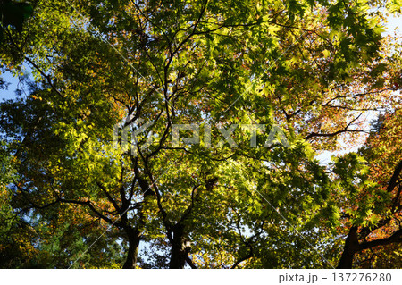 鞍馬寺境内の紅葉 鞍馬寺境内の紅葉 137276280