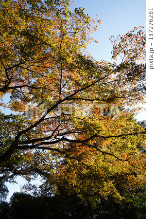鞍馬寺境内の紅葉 137276281