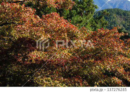 鞍馬寺境内の紅葉 鞍馬寺境内の紅葉 137276285