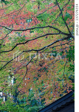京都貴船の紅葉 京都貴船の紅葉 137276354