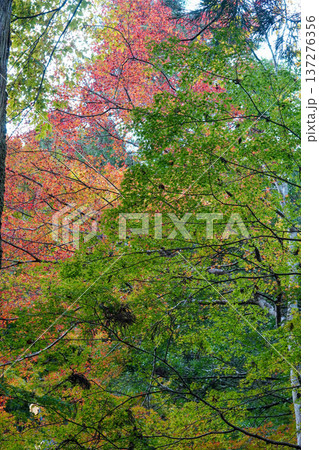 京都貴船の紅葉 137276356