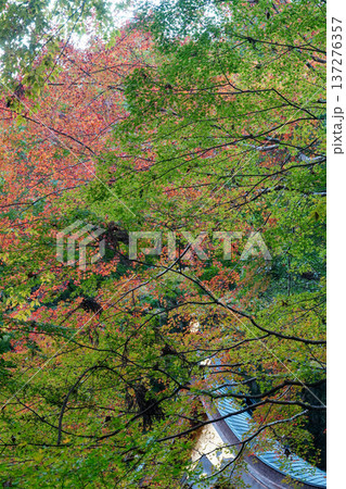 京都貴船の紅葉 137276357