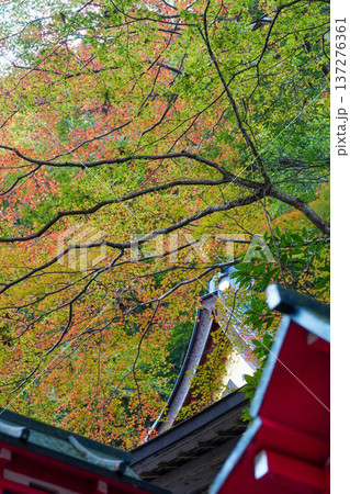 京都貴船の紅葉 京都貴船の紅葉 137276361