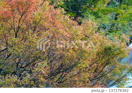 京都貴船の紅葉 京都貴船の紅葉 137276362