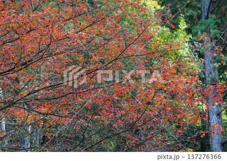 京都貴船の紅葉 京都貴船の紅葉 137276366