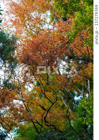 京都貴船の紅葉 京都貴船の紅葉 137276369