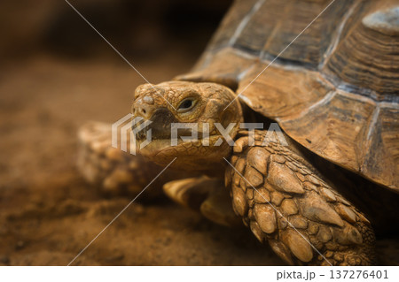 close up head of African spurred tortoise (Centrochelys sulcata) close up head of African spurred tortoise (Centrochelys sulcata) 137276401