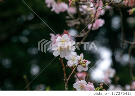 春 泉 湧水 137276413