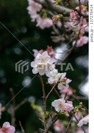 春 泉 湧水 137276414