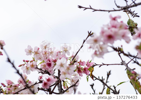 春 泉 湧水 137276433