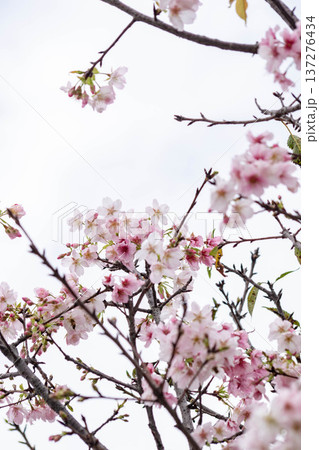 春 泉 湧水 137276434