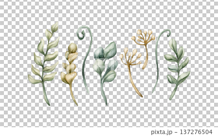 Cute Meadow Herbs Wild Plant. Fieldweed Watercolor summer spring floral illustration hand painted isolated on white background for nursery baby kids forest design fresh prints cards posters textile Cute Meadow Herbs Wild Plant. Fieldweed Watercolor summer spring floral illustration hand painted isolated on white background for nursery baby kids forest design fresh prints cards posters textile 137276504
