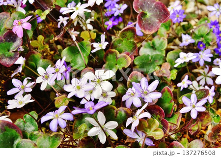早春に咲くユキワリソウの花 早春に咲くユキワリソウの花 137276508