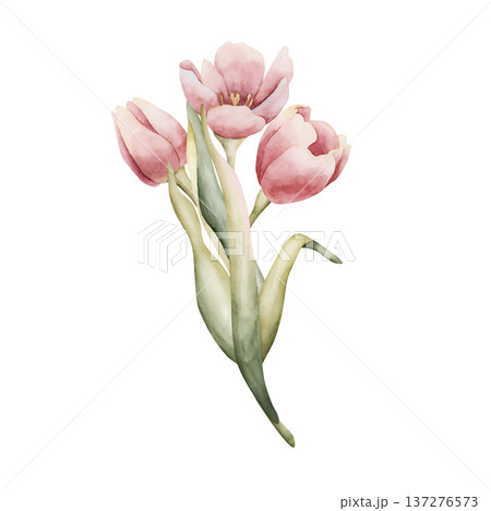 Pink Tulip Bouquet Spring Bulb Flowers. Watercolor hand drawn floral illustration isolated on white background for Easter Woman's day design textile fresh fabric print card cosmetic package crockery 137276573