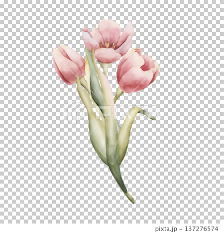 Pink Tulip Bouquet Spring Bulb Flowers. Watercolor hand drawn floral illustration isolated on white background for Easter Woman's day design textile fresh fabric print card cosmetic package crockery 137276574