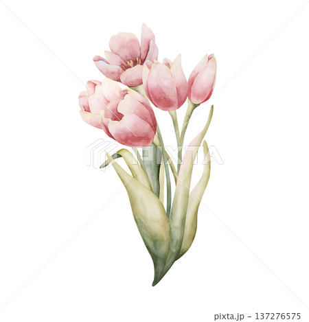 Pink Tulip Bouquet Spring Bulb Flowers. Watercolor hand drawn floral illustration isolated on white background for Easter Woman's day design textile fresh fabric print card cosmetic package crockery Pink Tulip Bouquet Spring Bulb Flowers. Watercolor hand drawn floral illustration isolated on white background for Easter Woman's day design textile fresh fabric print card cosmetic package crockery 137276575