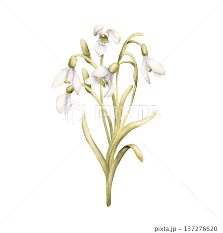 Snowdrops Bouquet Spring Bulb Flowers. Watercolor hand drawn floral illustration isolated on white background for Easter Woman's day design textile fresh print card cosmetic package porcelain crockery 137276620