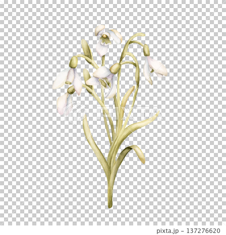 Snowdrops Bouquet Spring Bulb Flowers. Watercolor hand drawn floral illustration isolated on white background for Easter Woman's day design textile fresh print card cosmetic package porcelain crockery 137276620