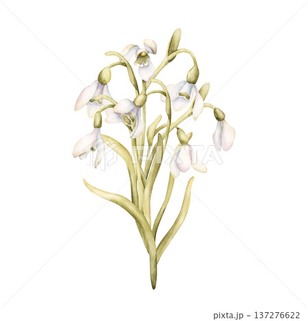 Snowdrops Bouquet Spring Bulb Flowers. Watercolor hand drawn floral illustration isolated on white background for Easter Woman's day design textile fresh print card cosmetic package porcelain crockery 137276622