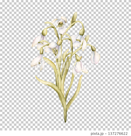 Snowdrops Bouquet Spring Bulb Flowers. Watercolor hand drawn floral illustration isolated on white background for Easter Woman's day design textile fresh print card cosmetic package porcelain crockery Snowdrops Bouquet Spring Bulb Flowers. Watercolor hand drawn floral illustration isolated on white background for Easter Woman's day design textile fresh print card cosmetic package porcelain crockery 137276622