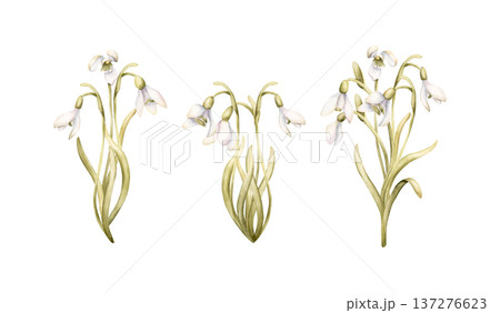 Snowdrops Bouquet Set Spring Bulb Flowers. Watercolor hand drawn floral illustration isolated on white background for Easter Woman's day design textile fresh print card cosmetic package crockery Snowdrops Bouquet Set Spring Bulb Flowers. Watercolor hand drawn floral illustration isolated on white background for Easter Woman's day design textile fresh print card cosmetic package crockery 137276623