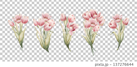 Pink Tulip Bouquet Set Spring Bulb Flowers. Watercolor hand drawn floral illustration isolated on white background for Easter Woman's day design textile fresh print card cosmetic package crockery Pink Tulip Bouquet Set Spring Bulb Flowers. Watercolor hand drawn floral illustration isolated on white background for Easter Woman's day design textile fresh print card cosmetic package crockery 137276644