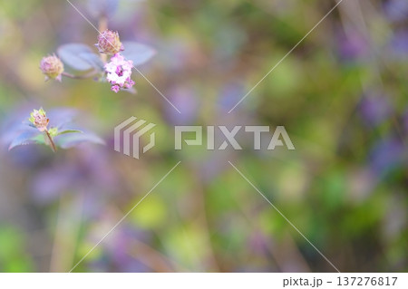 野草の小さな花と自然の背景 野草の小さな花と自然の背景 137276817