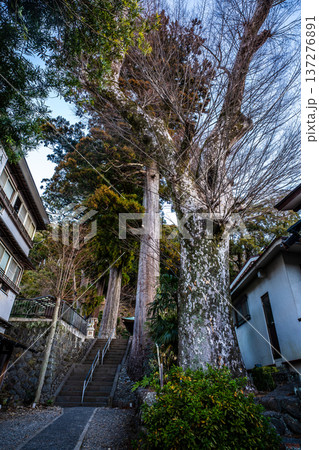 修善寺夜明け　日枝神社【静岡県伊豆市】 137276891