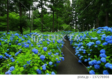 カラフルな紫陽花 カラフルな紫陽花 137276908