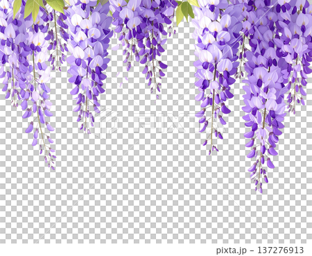 A flowing purple curtain and beautiful wisteria flowers blooming on a white background 137276913