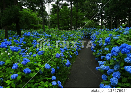 カラフルな紫陽花 カラフルな紫陽花 137276924