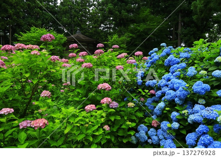 カラフルな紫陽花 カラフルな紫陽花 137276928
