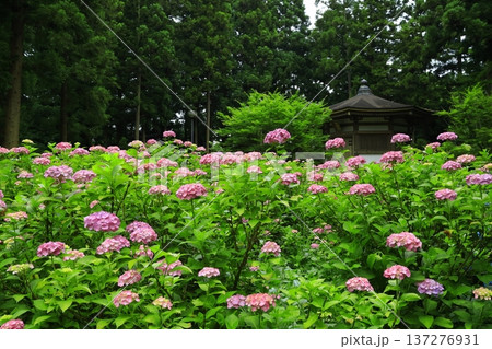 カラフルな紫陽花 137276931