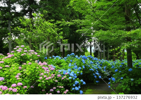 カラフルな紫陽花 カラフルな紫陽花 137276932