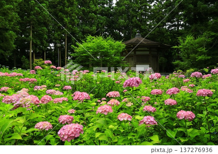 カラフルな紫陽花 カラフルな紫陽花 137276936