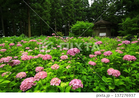 カラフルな紫陽花 137276937