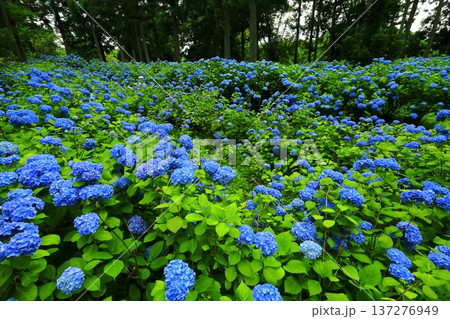 カラフルな紫陽花 137276949
