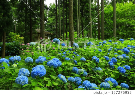カラフルな紫陽花 137276953
