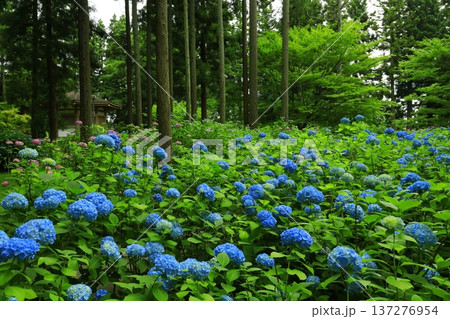 カラフルな紫陽花 カラフルな紫陽花 137276954
